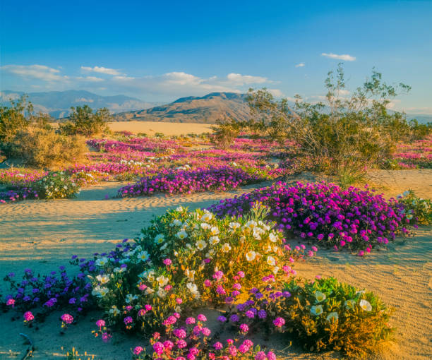 Spring desert wildflowers in Anza Borrego Desert State Park, CA Springtime adventure; desert solitude; a new beginning remote getaway anza borrego desert state park stock pictures, royalty-free photos & images