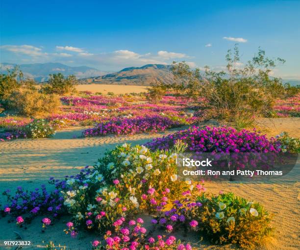 Spring Desert Wildflowers In Anza Borrego Desert State Park Ca Stock Photo - Download Image Now