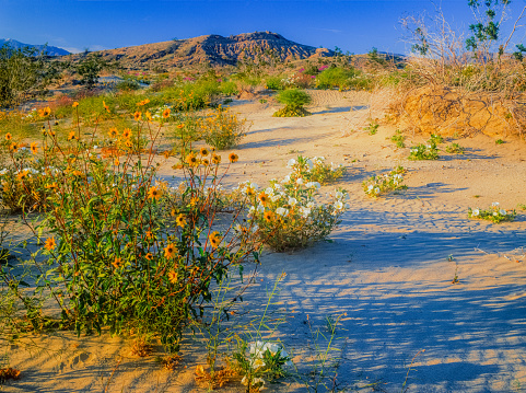 View of Mojave Desert national reserve landscape, an arid rain-shadow desert, California, United States of America, summer sunny day with road, mountains, sand dunes and a blue sky