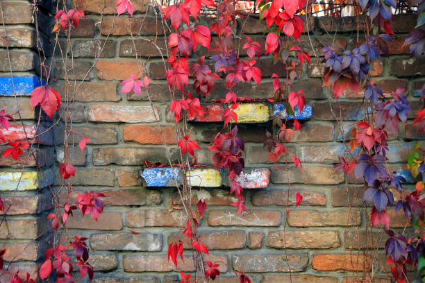 istock Colorful Autumn Tree Vines stretching down the brick wall 917929268