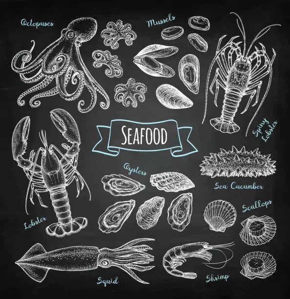 Vector illustration of Seafood chalk sketch