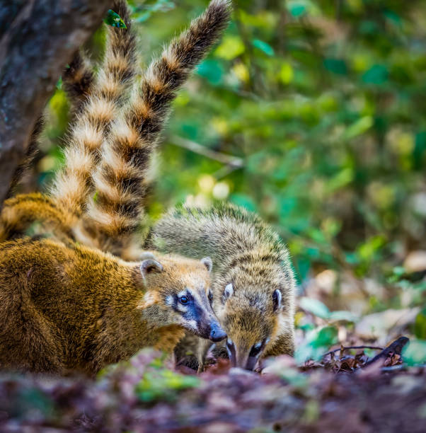 istock White-nosed Coati (Nasua narica) or Coatimundi walking 917930542
