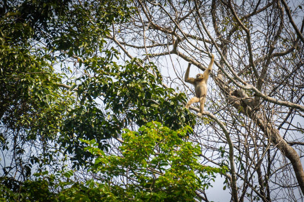 istock Gibbons in the forest , Thailand 917933934