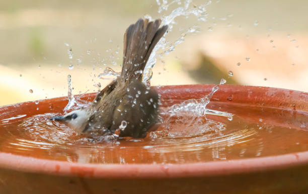 istock Yellow - vented Bulbul Pycnonotus goiavier bath in the garden 917944090