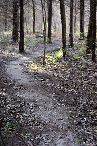 A dirt path leading into the forest during late autumn in Missouri.
