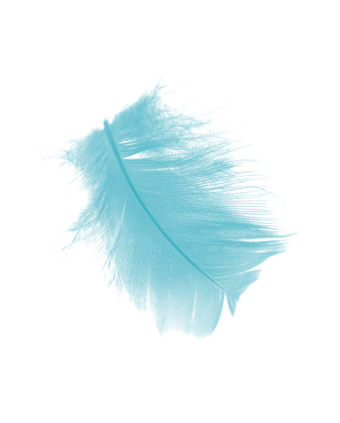 istock feather color turquoise emerald green on white background 917947656