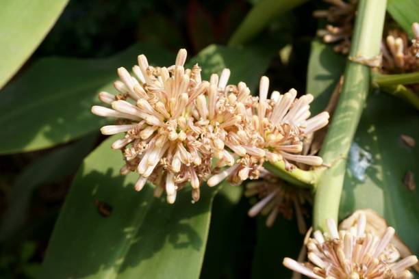 istock dracaena fragrans flower 917950134