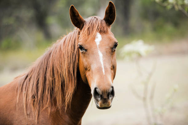 istock Australian horse in the paddock 917954016