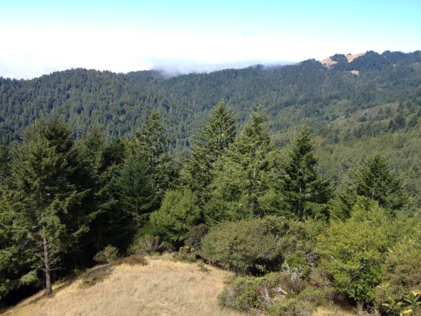 istock mountain view of mountian covered in wooded trees 917961334