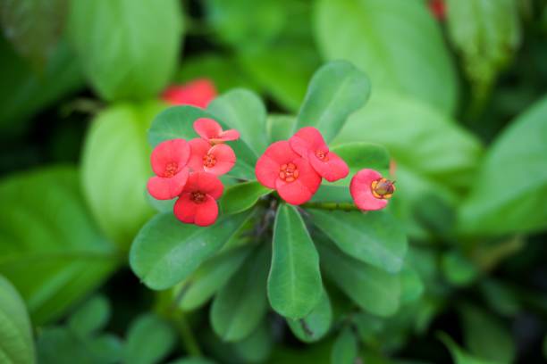 istock red Euphorbia milii flower 917964048
