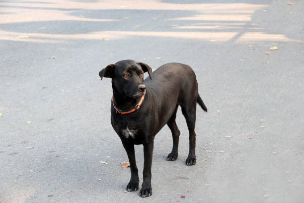 Thai black stray dog stand on the floor. It is a dog that lives on the streets or temple and does not have an owner.