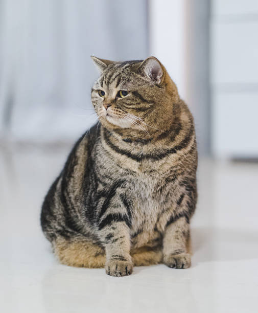 istock Funny Fat Cat Sitting brown cat playing relaxed 917964560