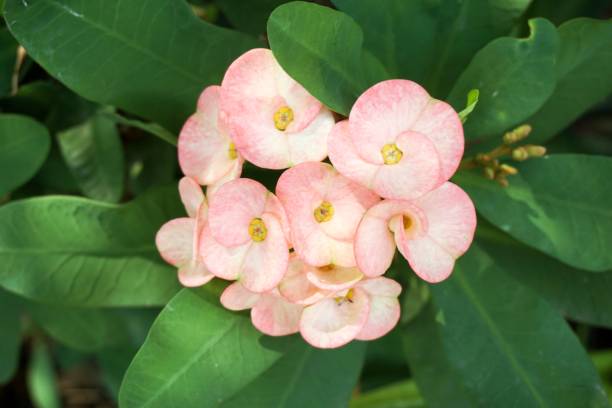 istock Euphorbia milii flower 917964716