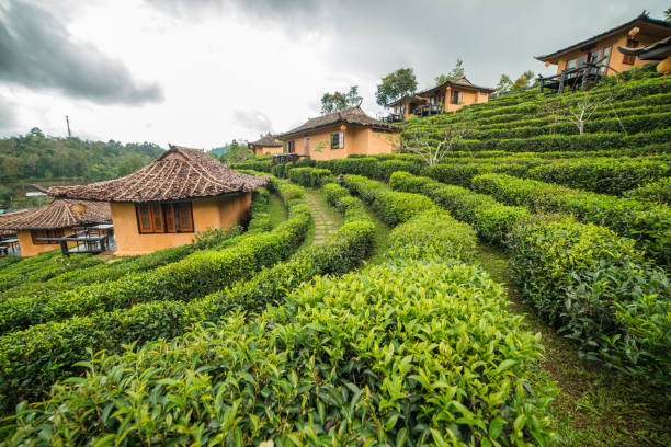 Green tea farm with chinese old style cottage in cloudy day