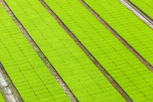 Aerial view of paddy seedlings in the nursery fields.