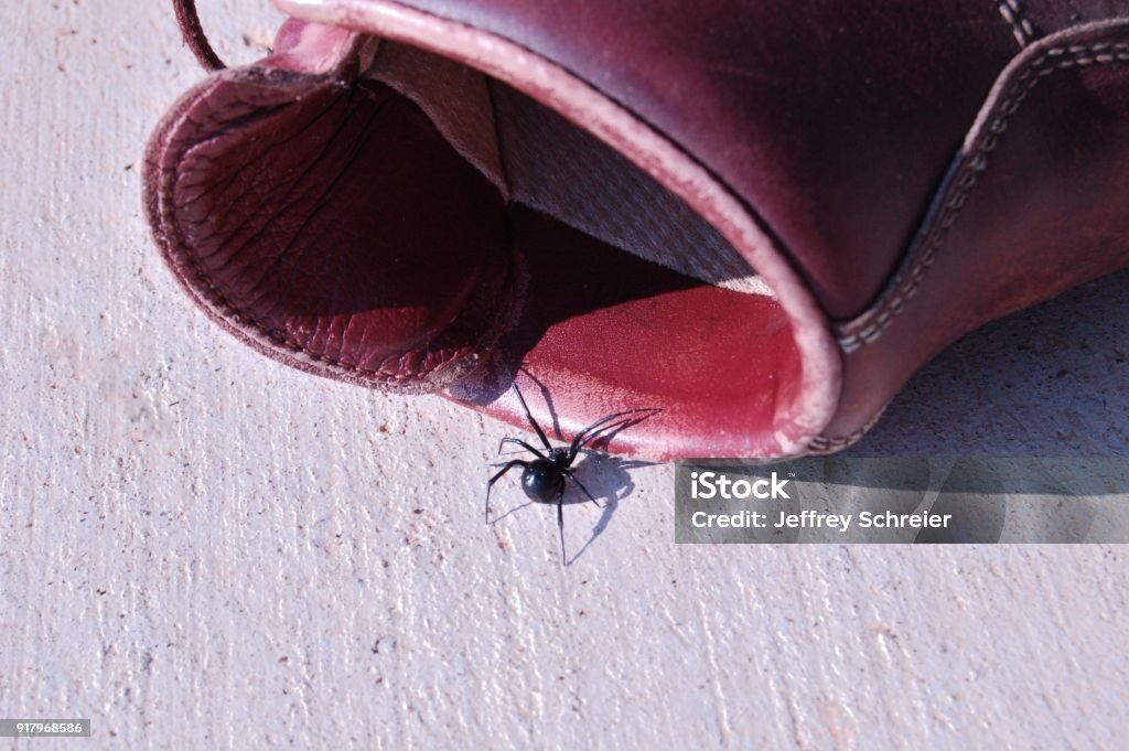 Bug in Boot A black widow spider craws in hiking boot. Spider Stock Photo