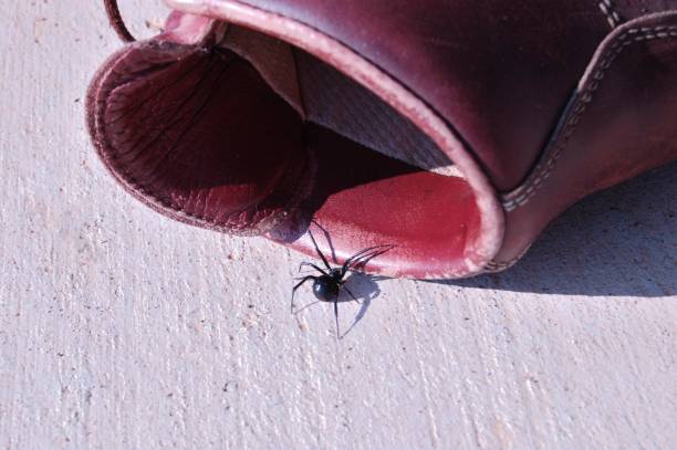 Bug in Boot A black widow spider craws in hiking boot. black widow spider photos stock pictures, royalty-free photos & images