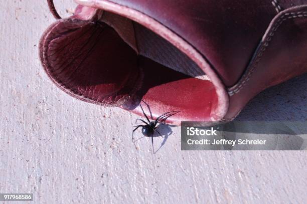Bug In Boot Stock Photo - Download Image Now - Spider, Black Widow Spider, Arachnid