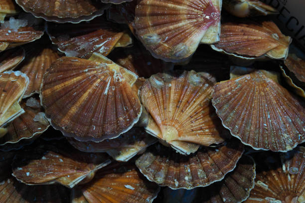 istock Seafood displayed on a fishmongers counter 917972044