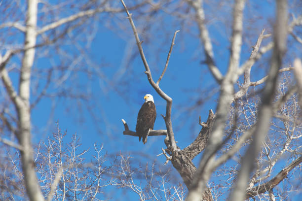 western colorado outdoors american freedom symbol perched bald eagle - eagle animal bald eagle surveillance zdjęcia i obrazy z banku zdjęć