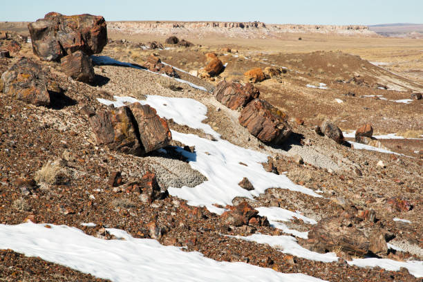 istock Petrified Logs atop a Hardened Dune 917972260