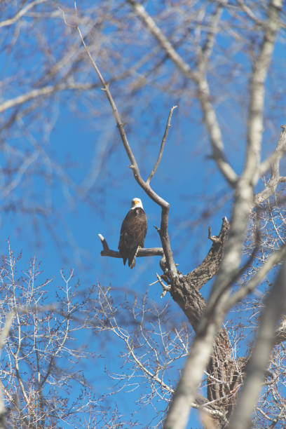 western colorado outdoors american freedom symbol perched bald eagle - eagle animal bald eagle surveillance zdjęcia i obrazy z banku zdjęć