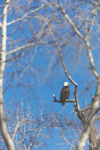 western colorado outdoors american freedom symbol perched bald eagle - eagle animal bald eagle surveillance zdjęcia i obrazy z banku zdjęć