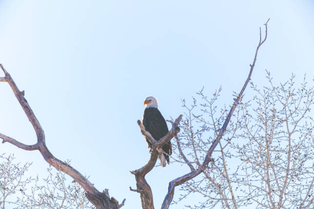 western colorado outdoors american freedom symbol perched bald eagle - eagle animal bald eagle surveillance zdjęcia i obrazy z banku zdjęć