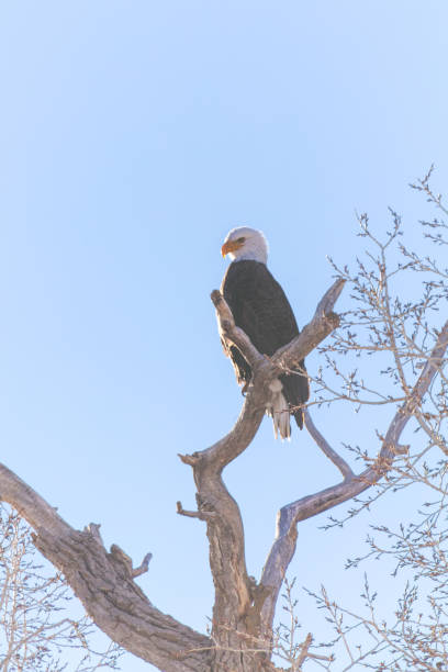 istock Western Colorado Outdoors American Freedom Symbol Perched Bald Eagle 917974422