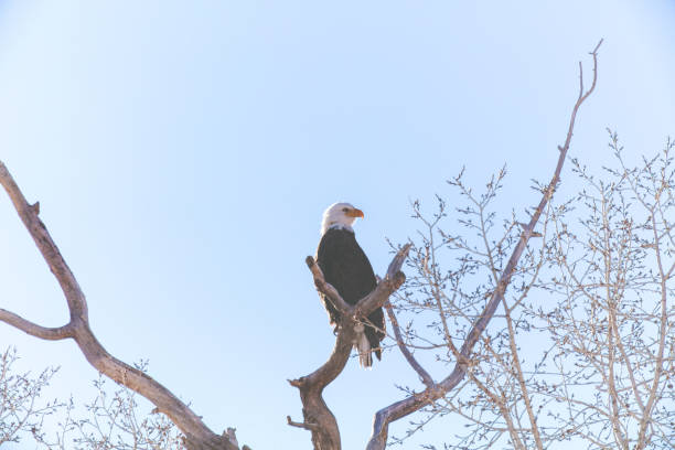 western colorado outdoors american freedom symbol perched bald eagle - eagle animal bald eagle surveillance zdjęcia i obrazy z banku zdjęć