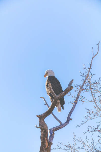 istock Western Colorado Outdoors American Freedom Symbol Perched Bald Eagle 917974466