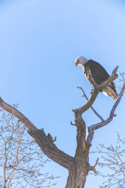 istock Western Colorado Outdoors American Freedom Symbol Perched Bald Eagle 917974468