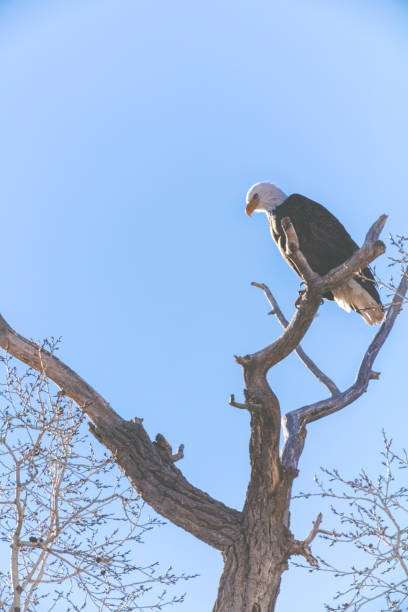 western colorado outdoors american freedom symbol perched bald eagle - eagle animal bald eagle surveillance zdjęcia i obrazy z banku zdjęć