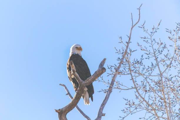 istock Western Colorado Outdoors American Freedom Symbol Perched Bald Eagle 917974494