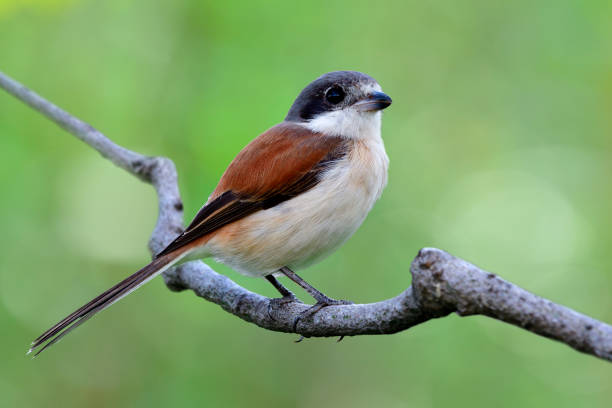 istock Beautifu brownl bird in nature with details of her feathers while perching compose on stick over blur green background, female of Burmese Shrike (Lanius collurioides) 917975208