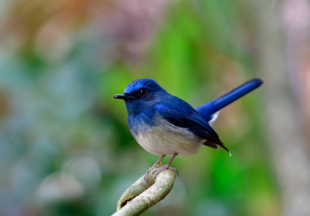 istock Beautiful little chubby blue and white bird perching on a branch with tail lifting in happy moment, Hainan blue flycatcher (Cyornis hainanus) beautiful wildlife in nature 917975274