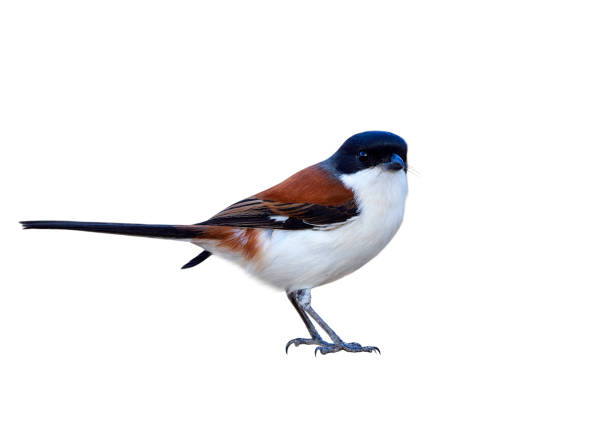 istock Burmese Shrike (Lanius collurioides) red back white belly and black head bird with puffy feathers isolated on white background showing details from beak to toes, exotic nature 917977482