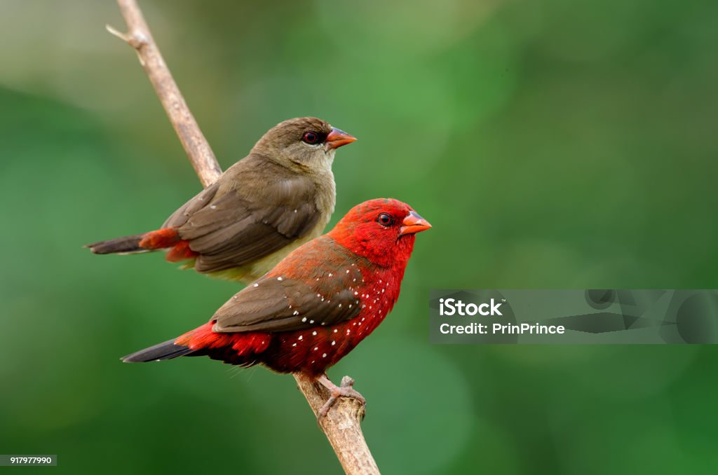 female and male of Red avadavat,  munia or strawberry finch (Amandava amandava) in breeding period sweet perching together on thin branch over blur green background in nature Red Stock Photo