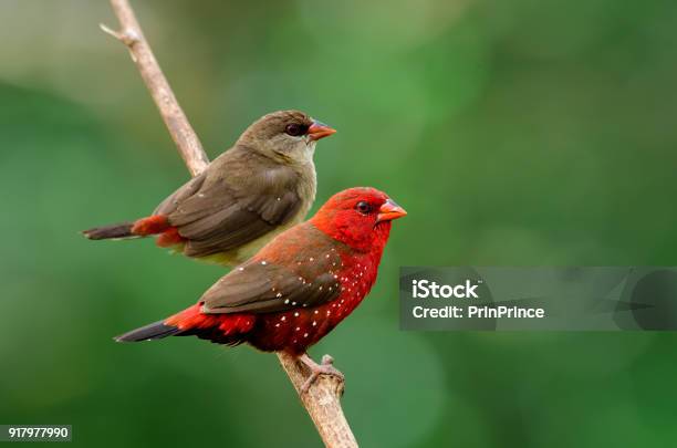 Female And Male Of Red Avadavat Munia Or Strawberry Finch In Breeding Period Sweet Perching Together On Thin Branch Over Blur Green Background In Nature Stock Photo - Download Image Now