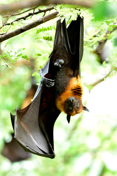 istock Fruit bats or flying foxes, Eegabat is largest bat in the world hanging downward from tree branch 917980198