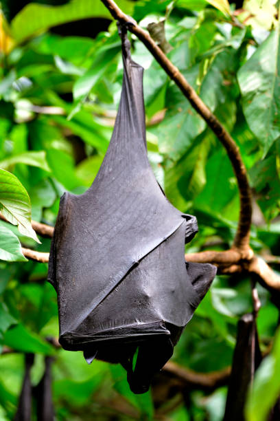 istock Fruit bats or flying foxes, giant bat is largest bat in the world hanging upsidedown from tree branch cover its body with wings while sleeping in day time (Pteropus vampyrus) 917980286