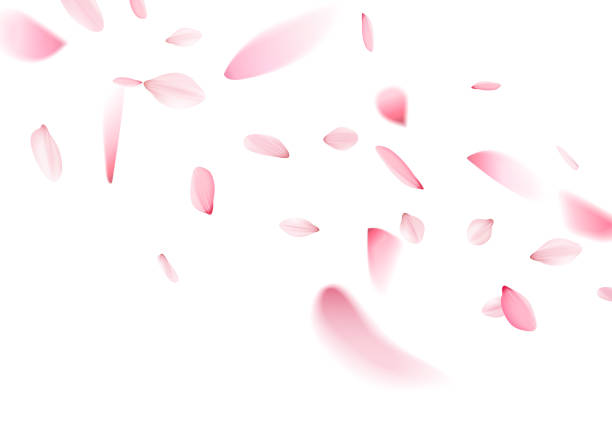 白地に桜散り - 桜 花びら点のイラスト素材／クリップアート素材／マンガ素材／アイコン素材