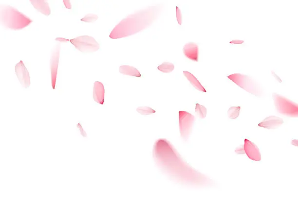 Vector illustration of Sakura falling petals on a white background
