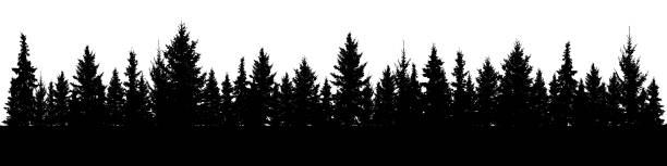 ilustraciones, imágenes clip art, dibujos animados e iconos de stock de silueta de árboles de bosque de navidad abeto. panorama spruce coníferas. parque de madera imperecedera. vector sobre fondo blanco - pine tree evergreen tree backgrounds needle