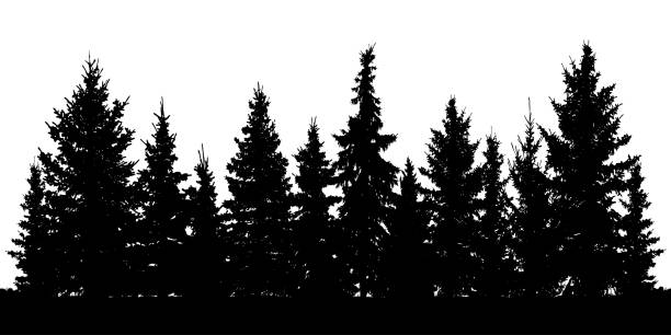 ilustraciones, imágenes clip art, dibujos animados e iconos de stock de silueta de árboles de bosque de navidad abeto. conífero piceas. vector sobre fondo blanco - pine tree evergreen tree backgrounds needle