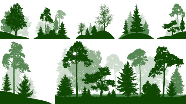 illustrazioni stock, clip art, cartoni animati e icone di tendenza di set di foreste, alberi nel parco, silhouette vettore isolato - tree crown