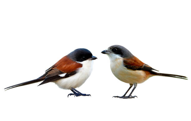 istock Pair Burmese Shrike (Lanius collurioides) beautiful red bird with grey and black head isolated on white background details from head to toes, exotic animal 917984038