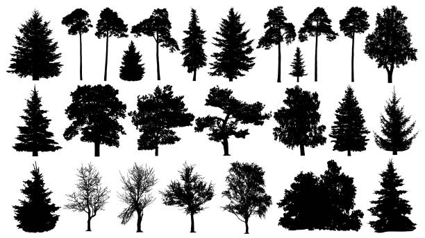 ilustraciones, imágenes clip art, dibujos animados e iconos de stock de árboles silueta set. bosque de coníferas. árbol aislado sobre fondo blanco. - árbol de hoja perenne