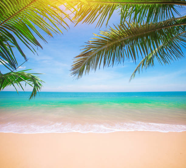 istock Palm and tropical beach 917987884