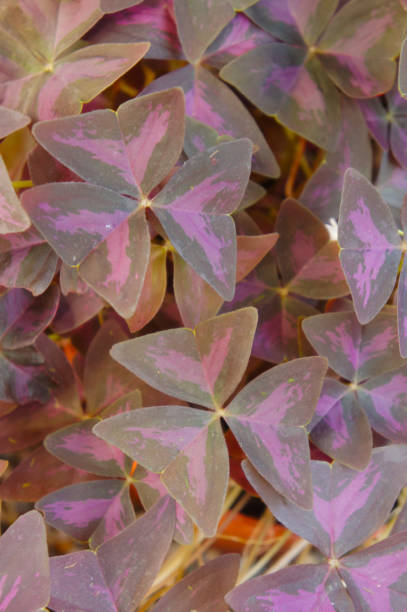 istock Oxalis triangularis or brazilian butterfly purple plant 917995748